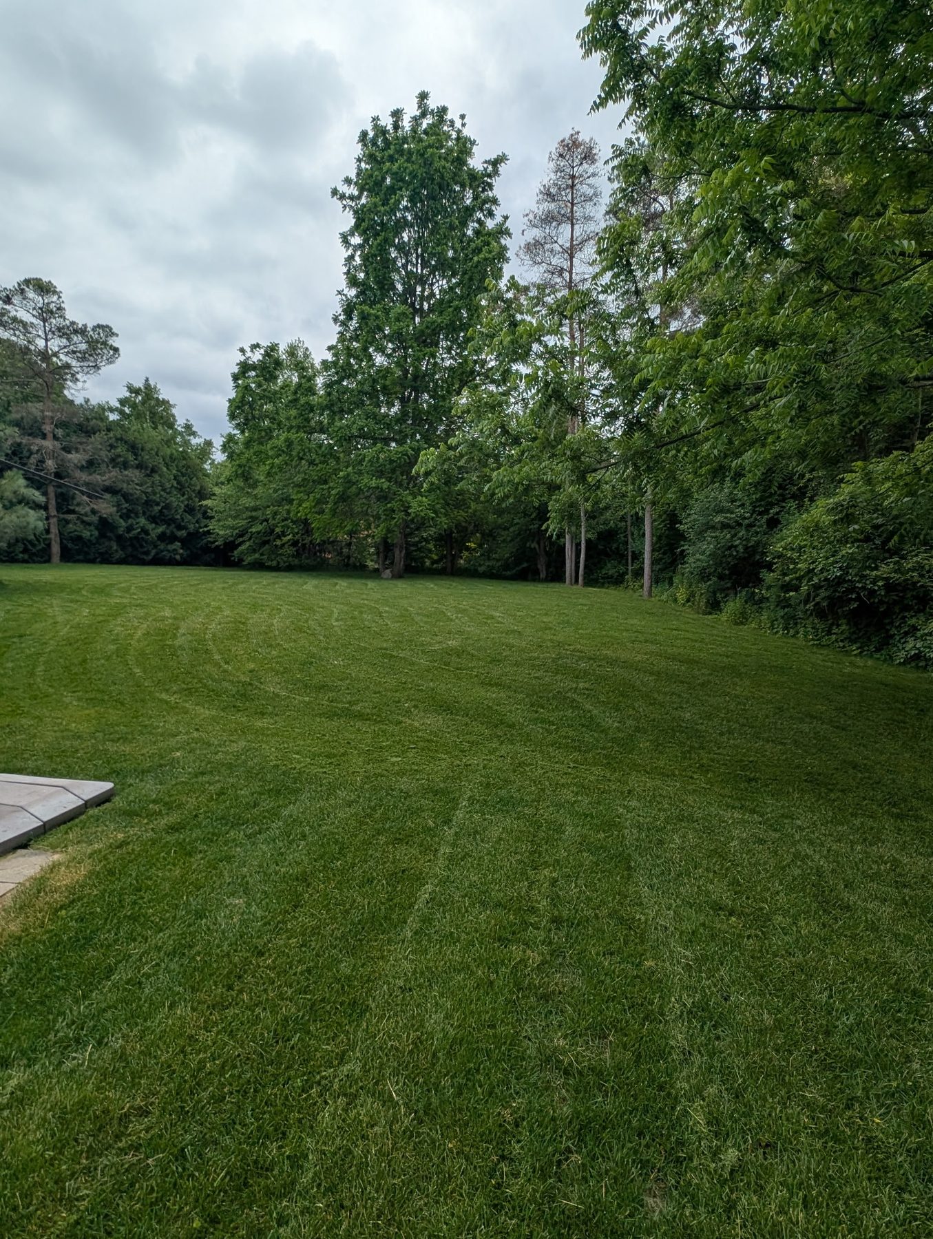 Large freshly mowed backyard lawn bordered by trees